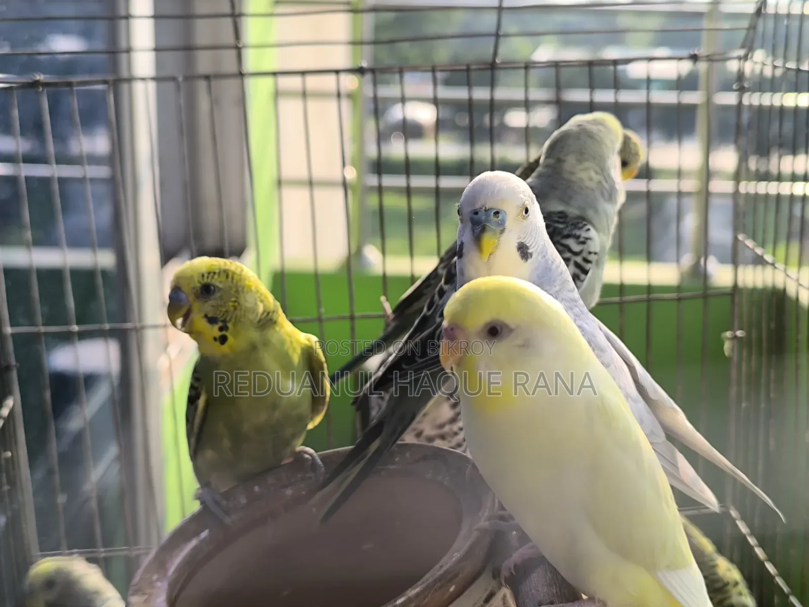 Budgerigar Birds
