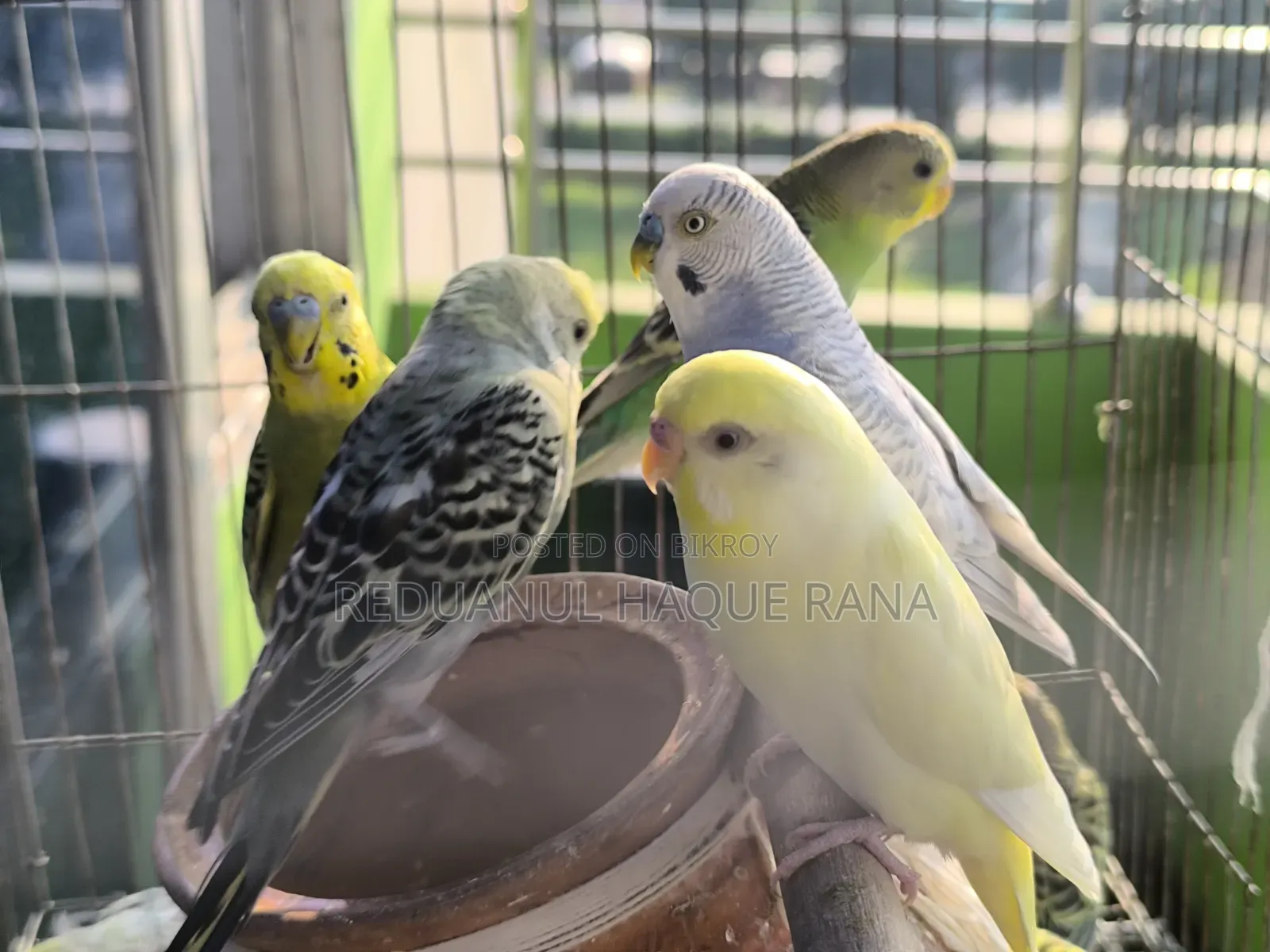 Budgerigar Birds