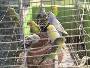 Budgerigar Birds
