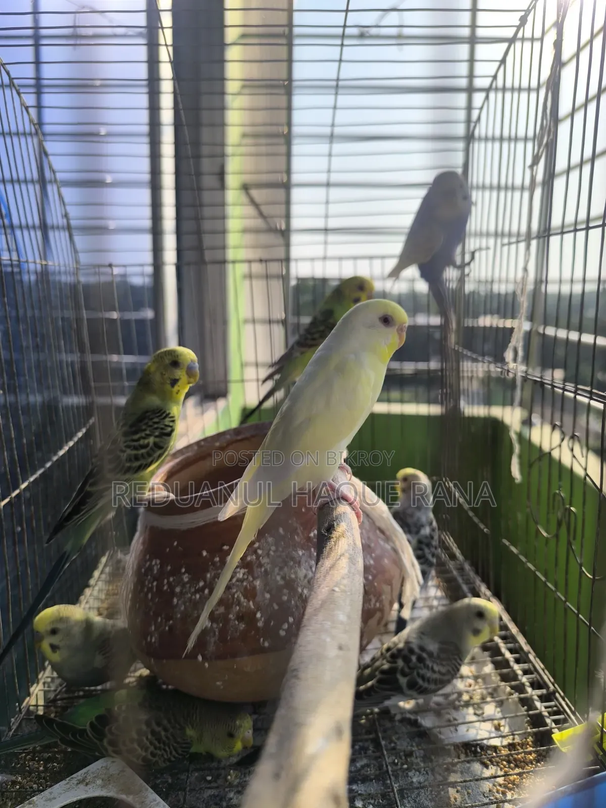 Budgerigar Birds