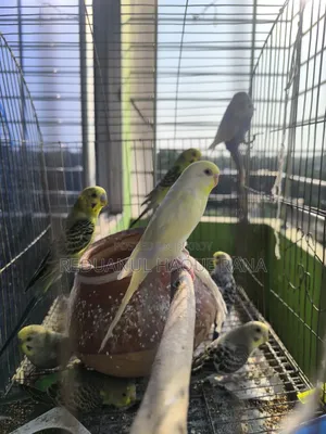 Budgerigar Birds