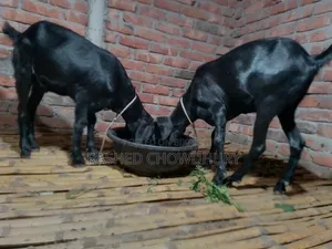 কুরবানি উপযোগি খাসি ছাগল
