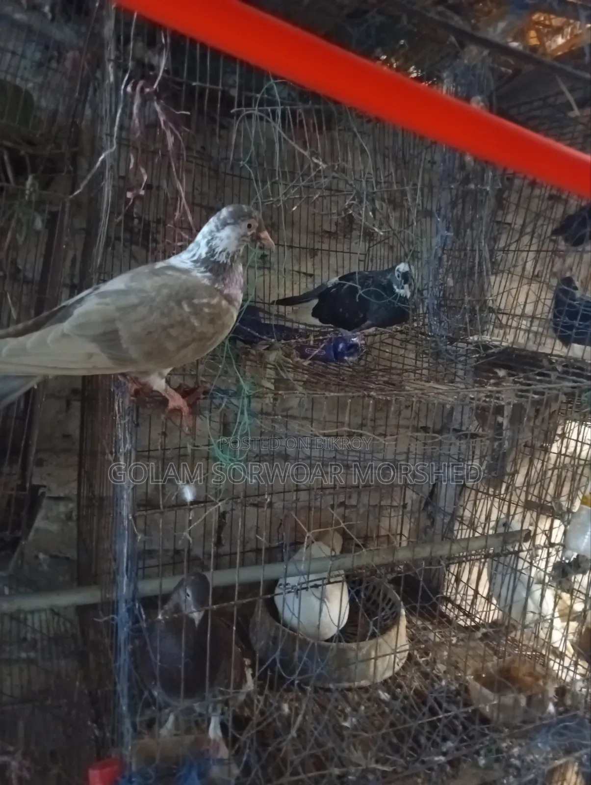 মাদি কবুতর বিক্রি হবে