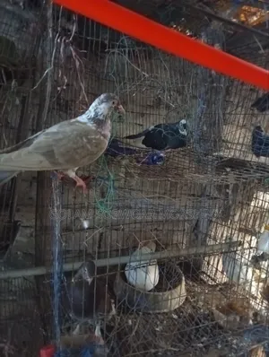 Female Pigeon for Sale