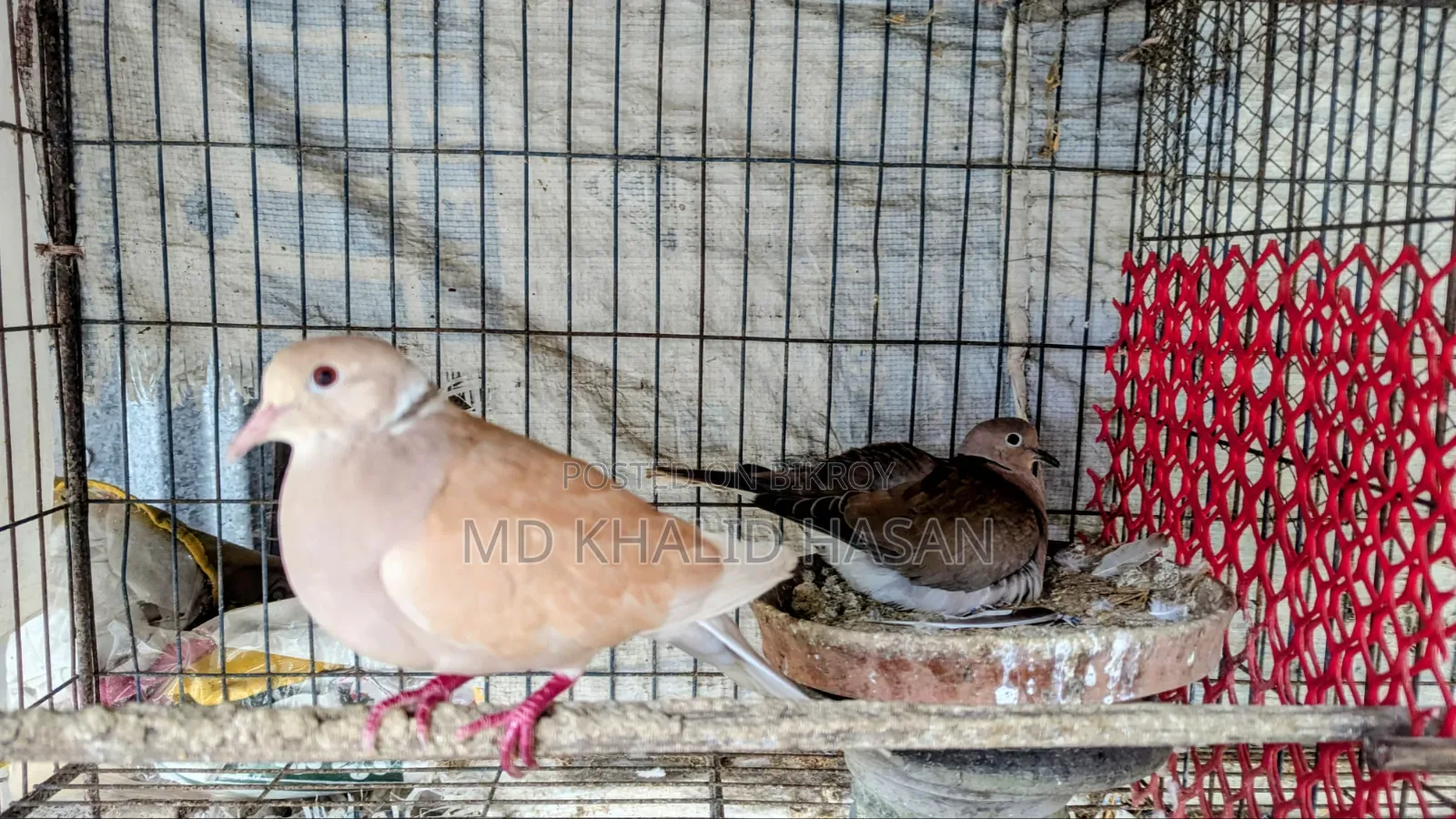 Dove birds for sale