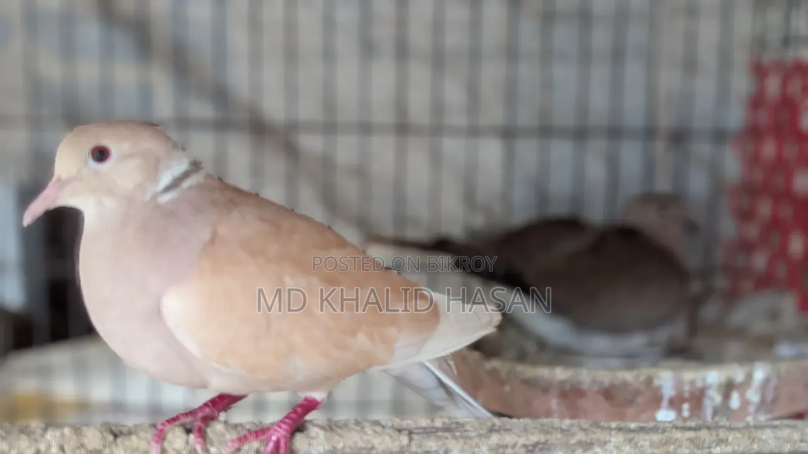 Dove birds for sale