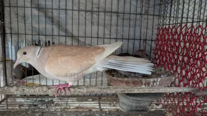 Dove birds for sale