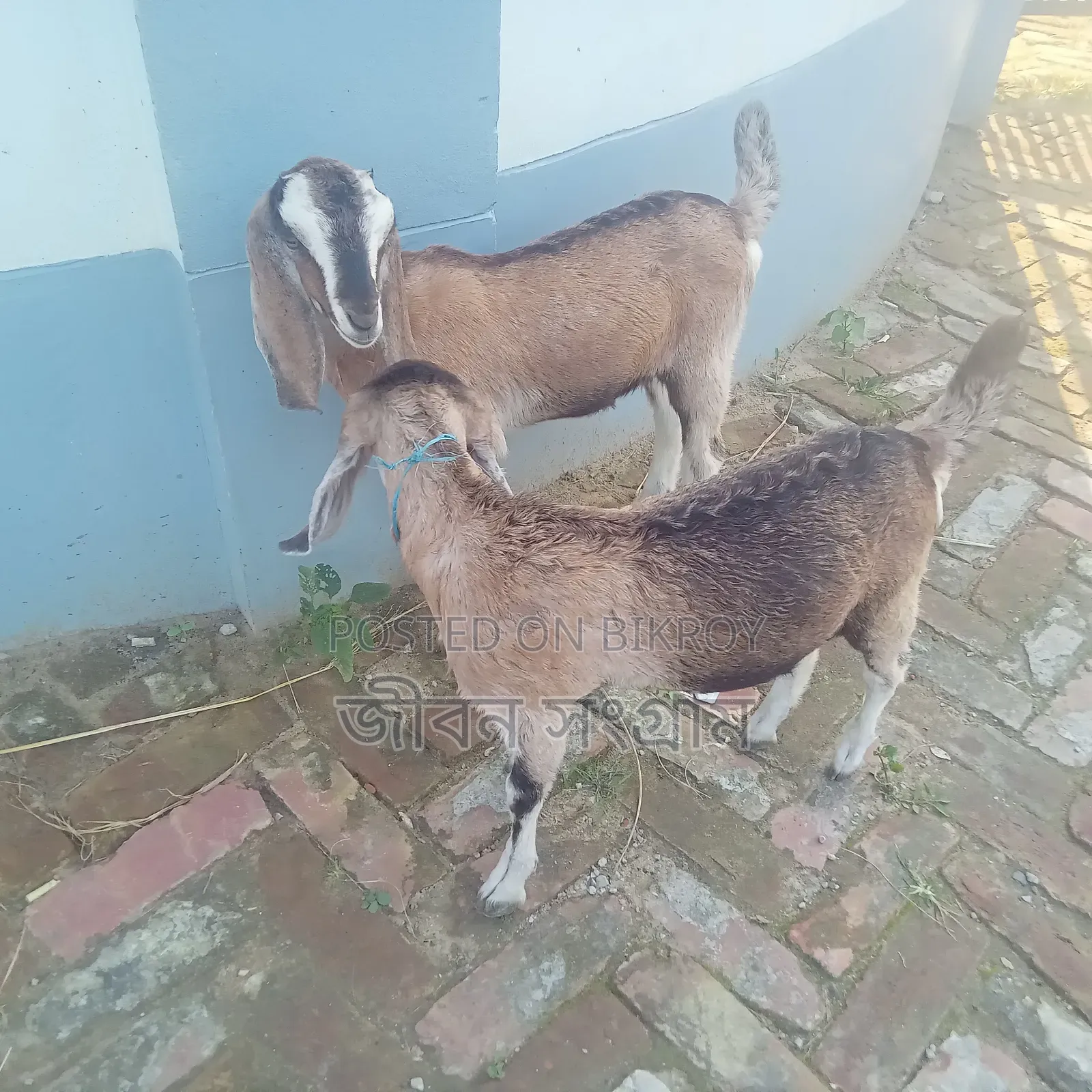 রাম ছাগল আর বাচ্চা