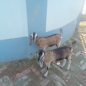 রাম ছাগল আর বাচ্চা