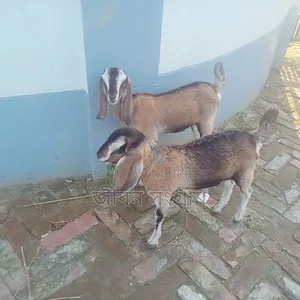 রাম ছাগল আর বাচ্চা