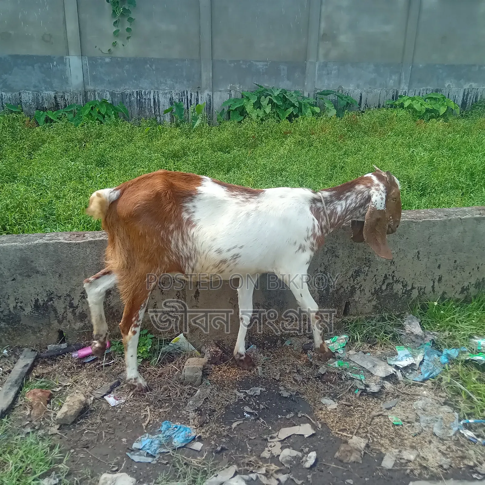 রাম ছাগল আর বাচ্চা