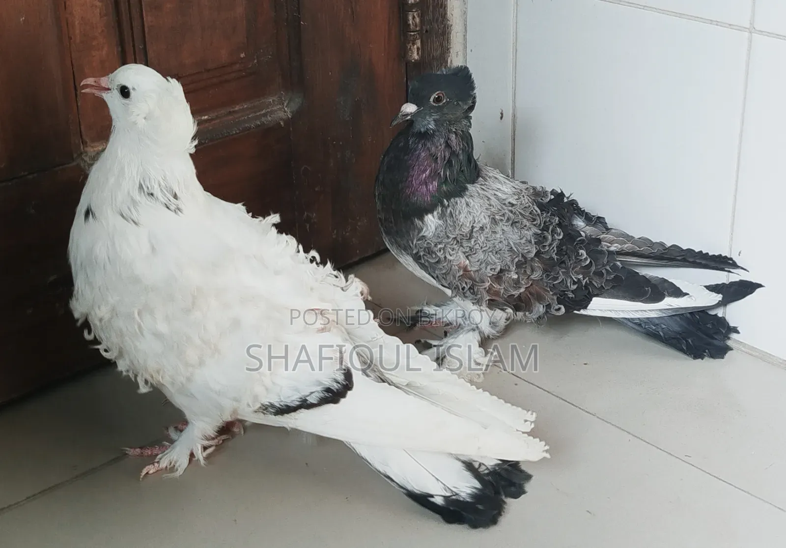গৃজ্বেল ফ্রিলব্যাক