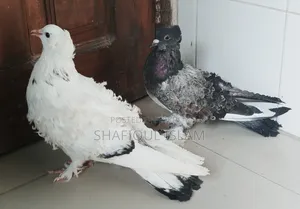 গৃজ্বেল ফ্রিলব্যাক