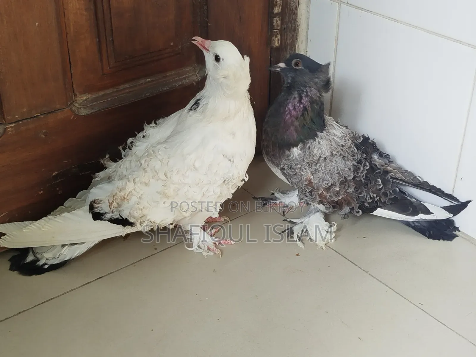 গৃজ্বেল ফ্রিলব্যাক