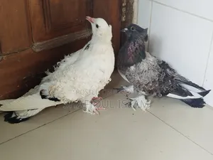 গৃজ্বেল ফ্রিলব্যাক
