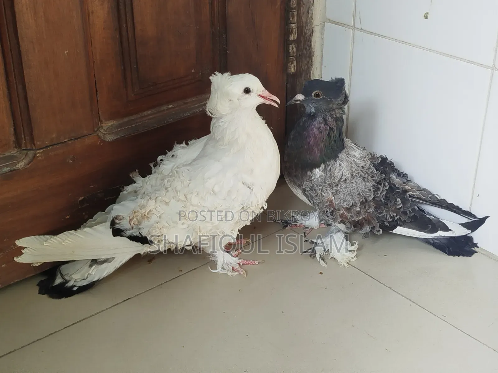 গৃজ্বেল ফ্রিলব্যাক