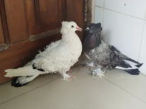 গৃজ্বেল ফ্রিলব্যাক