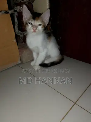 ১-৩ মাস বয়সী ফিমেল মিক্সড ব্রিড পার্সিয়ান