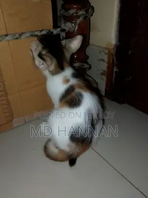 ১-৩ মাস বয়সী ফিমেল মিক্সড ব্রিড পার্সিয়ান