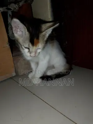 ১-৩ মাস বয়সী ফিমেল মিক্সড ব্রিড পার্সিয়ান