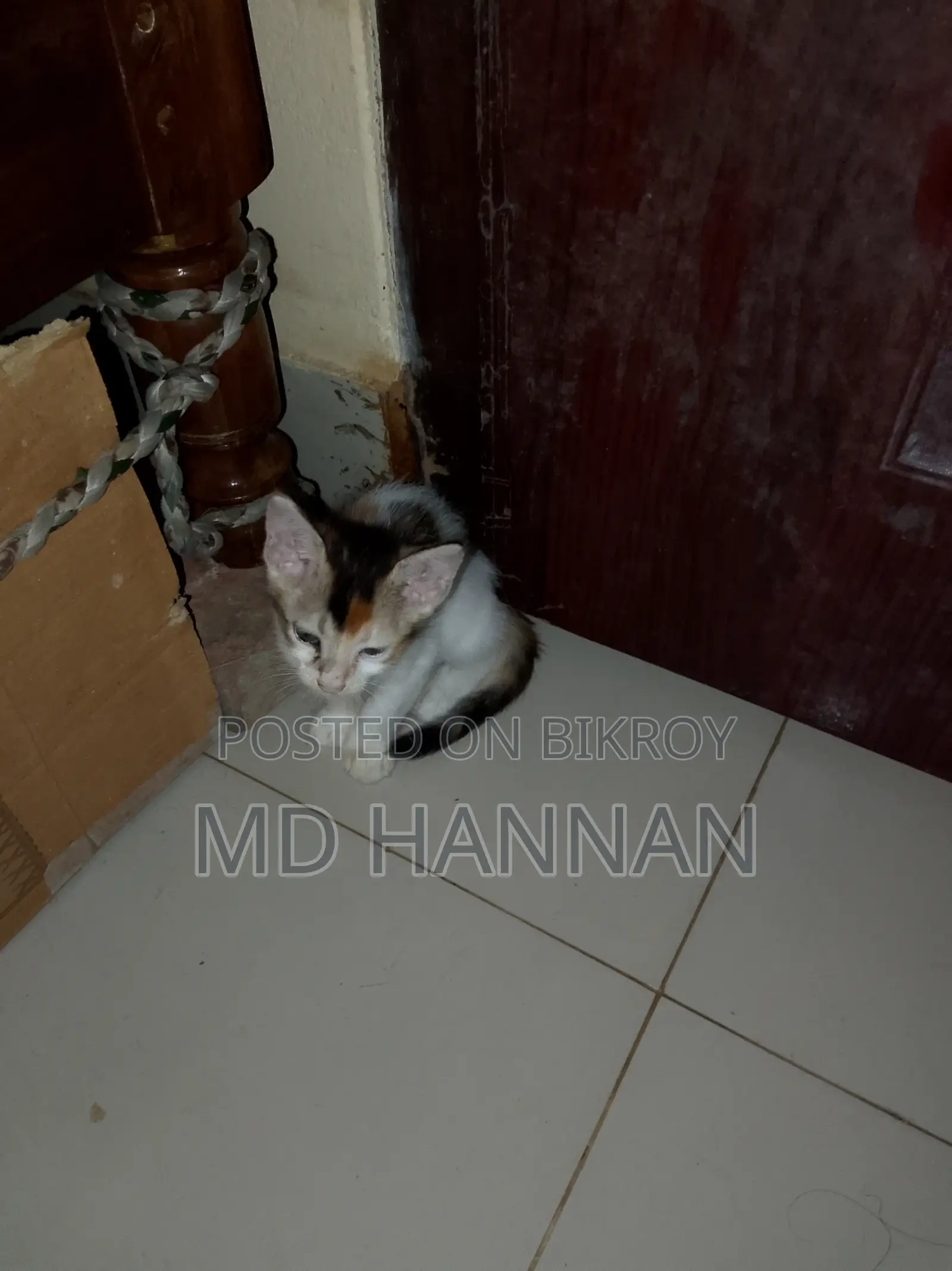 ১-৩ মাস বয়সী ফিমেল মিক্সড ব্রিড পার্সিয়ান