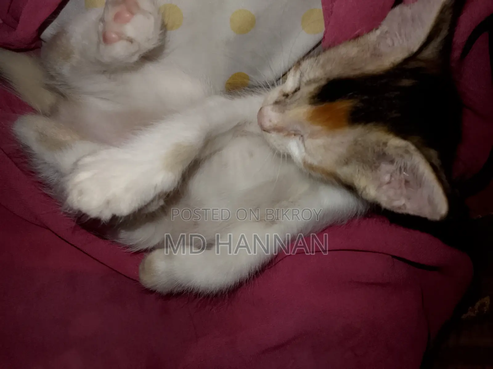 ১-৩ মাস বয়সী ফিমেল মিক্সড ব্রিড পার্সিয়ান