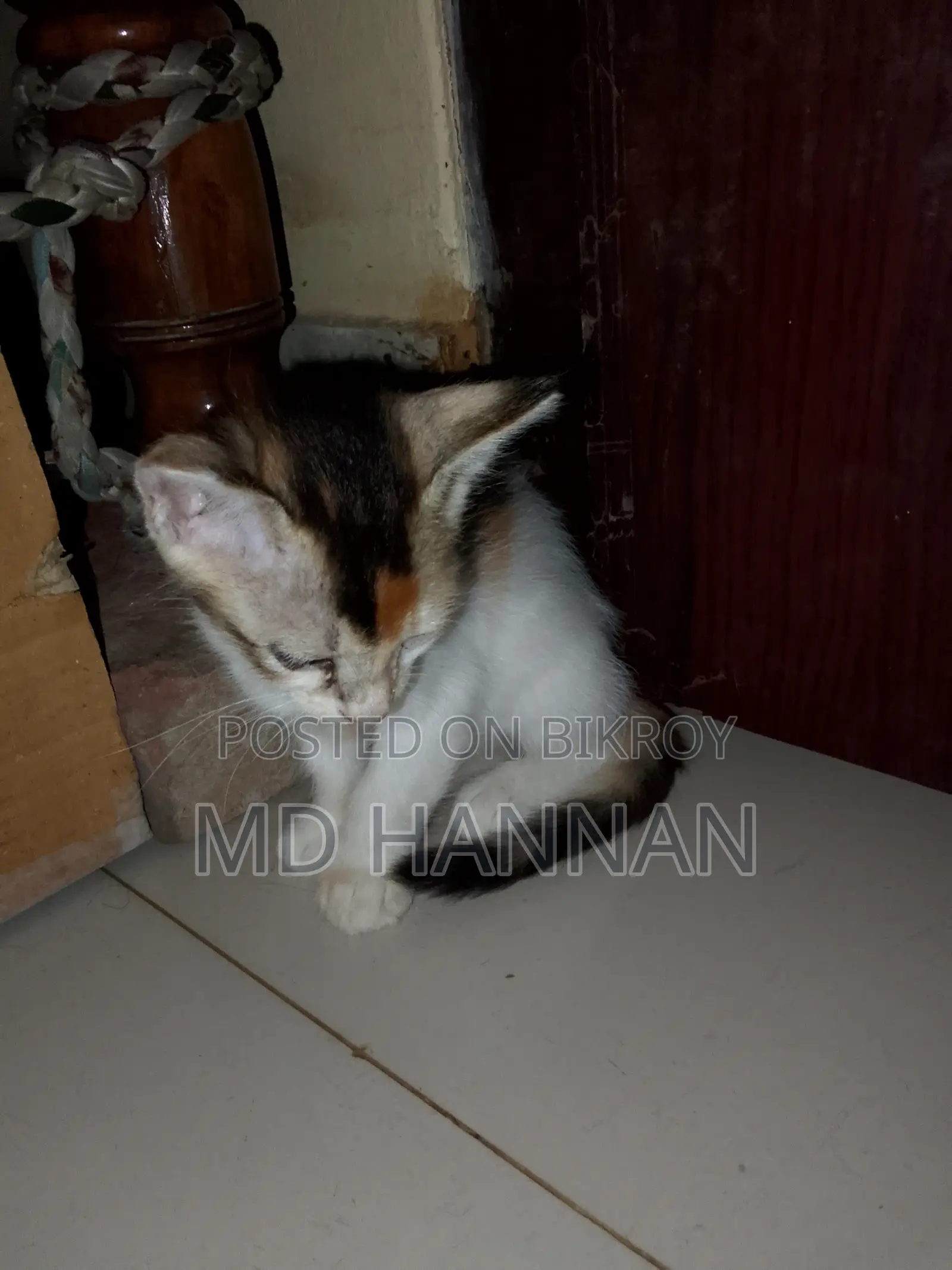 ১-৩ মাস বয়সী ফিমেল মিক্সড ব্রিড পার্সিয়ান