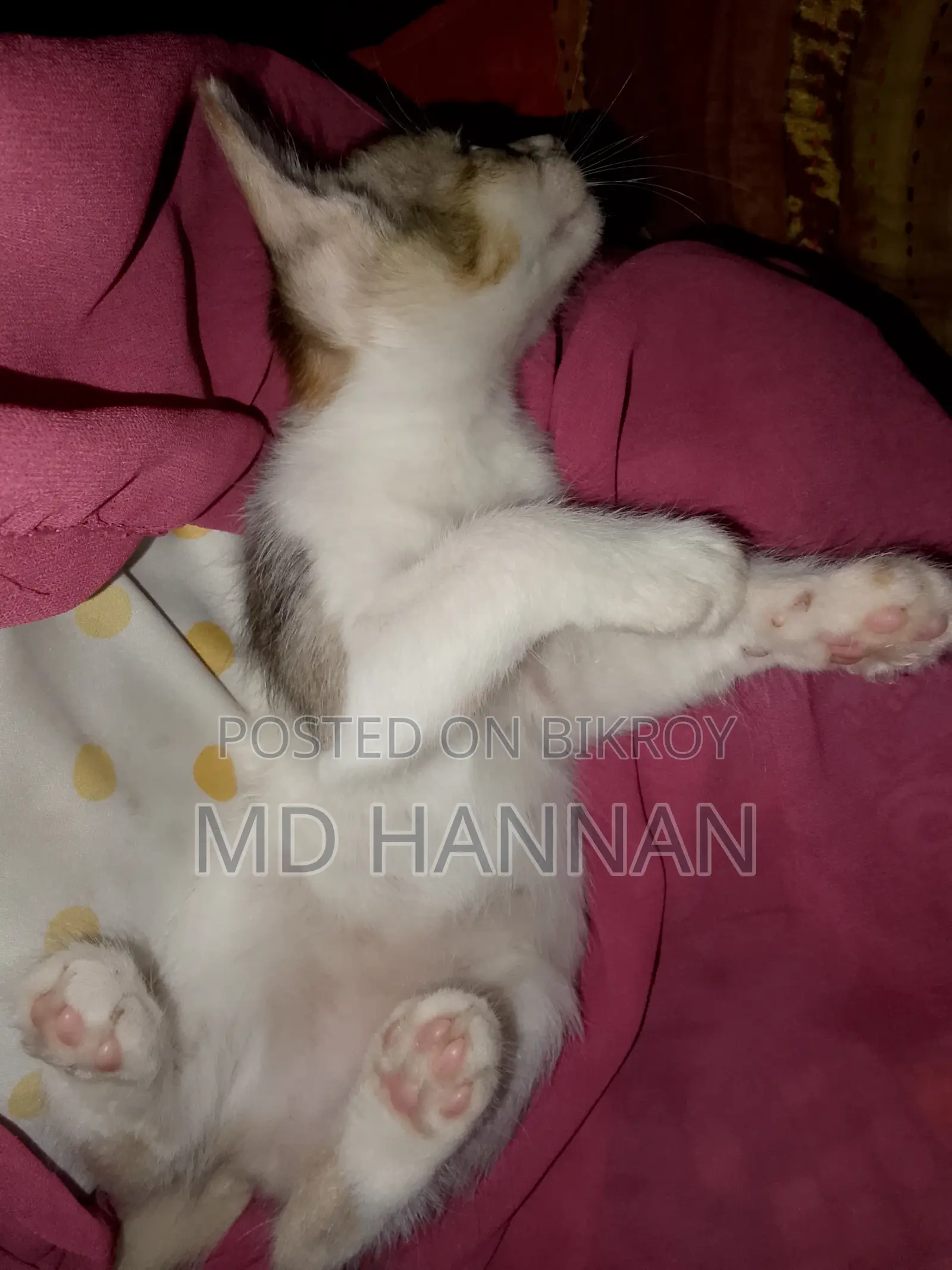 ১-৩ মাস বয়সী ফিমেল মিক্সড ব্রিড পার্সিয়ান