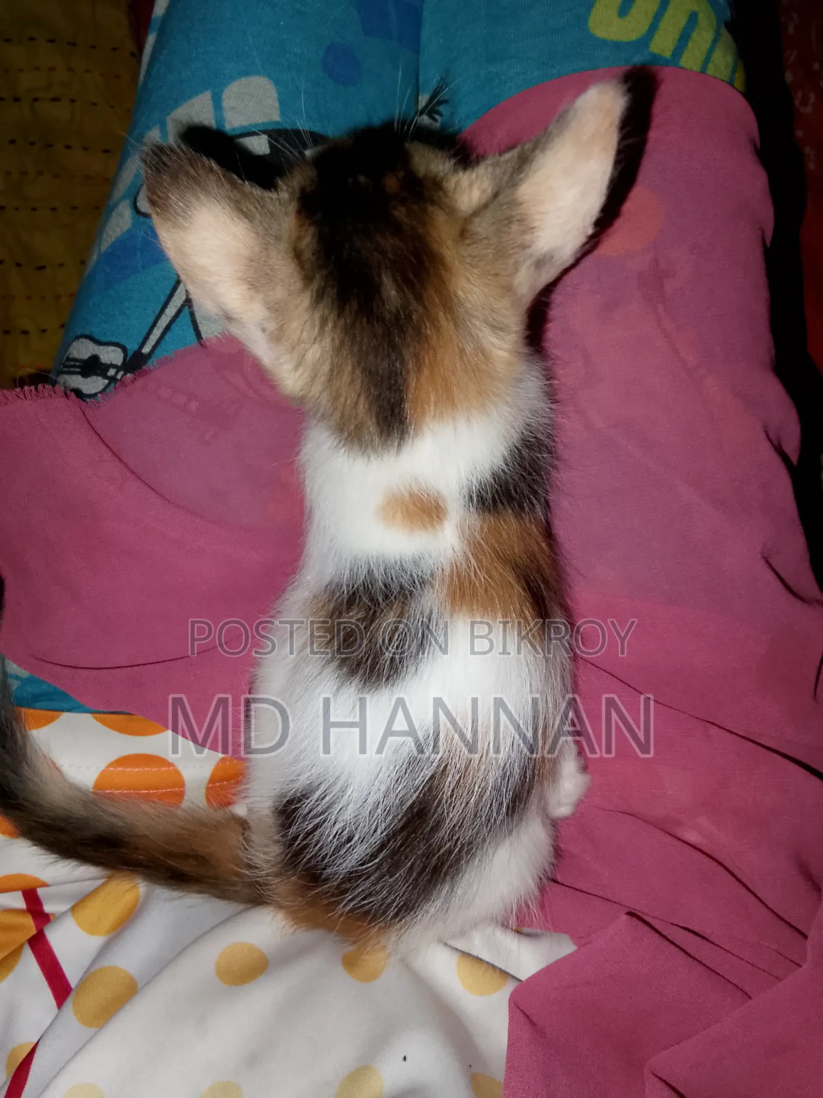 ১-৩ মাস বয়সী ফিমেল মিক্সড ব্রিড পার্সিয়ান