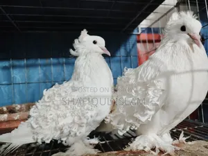 ফ্রিলব্যাক রানিং পেয়ার ডিম সহ।
