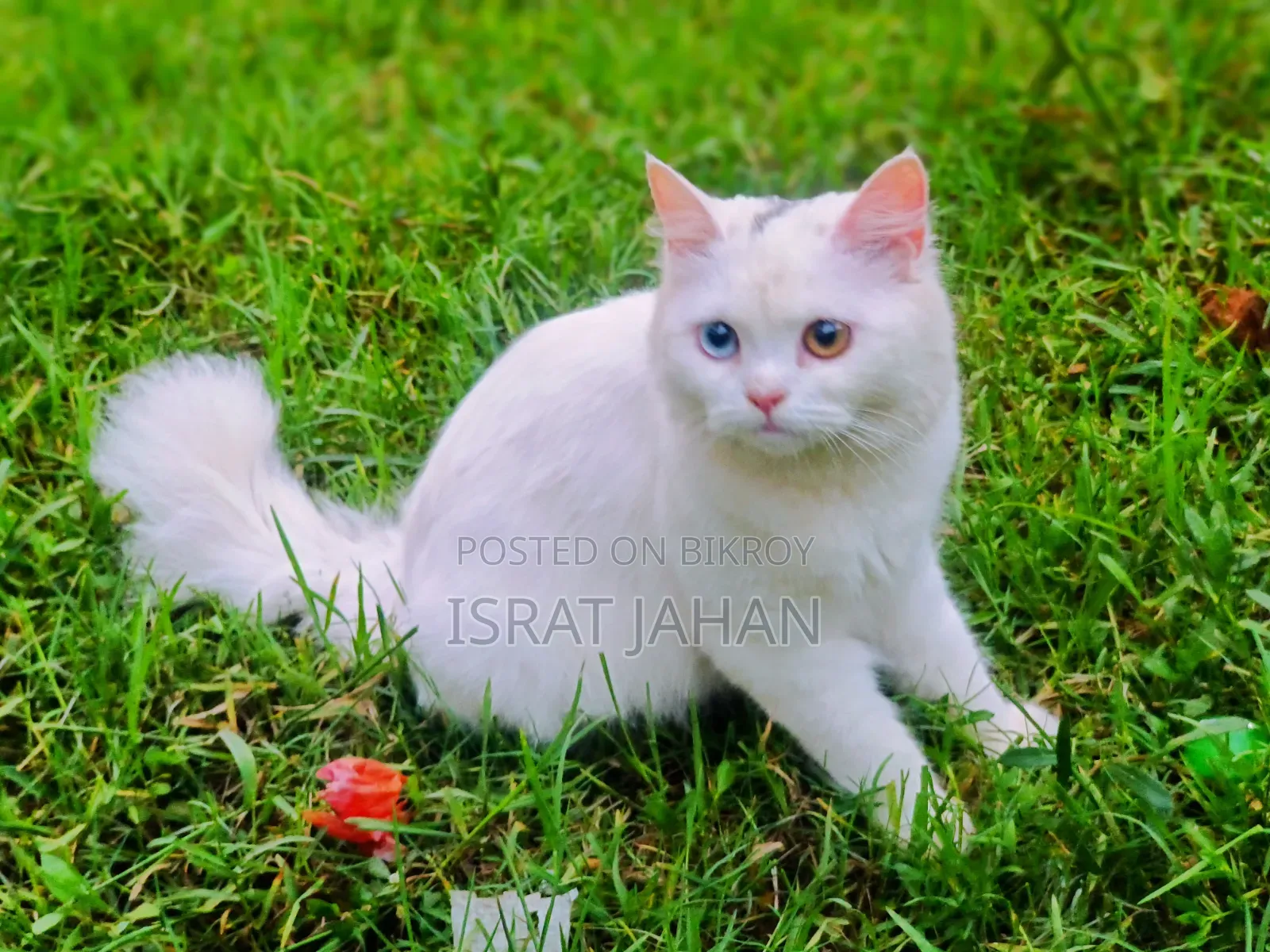 6-12 Months Female Purebred Persian
