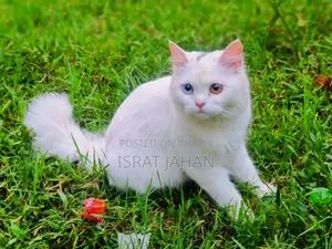 6-12 Months Female Purebred Persian