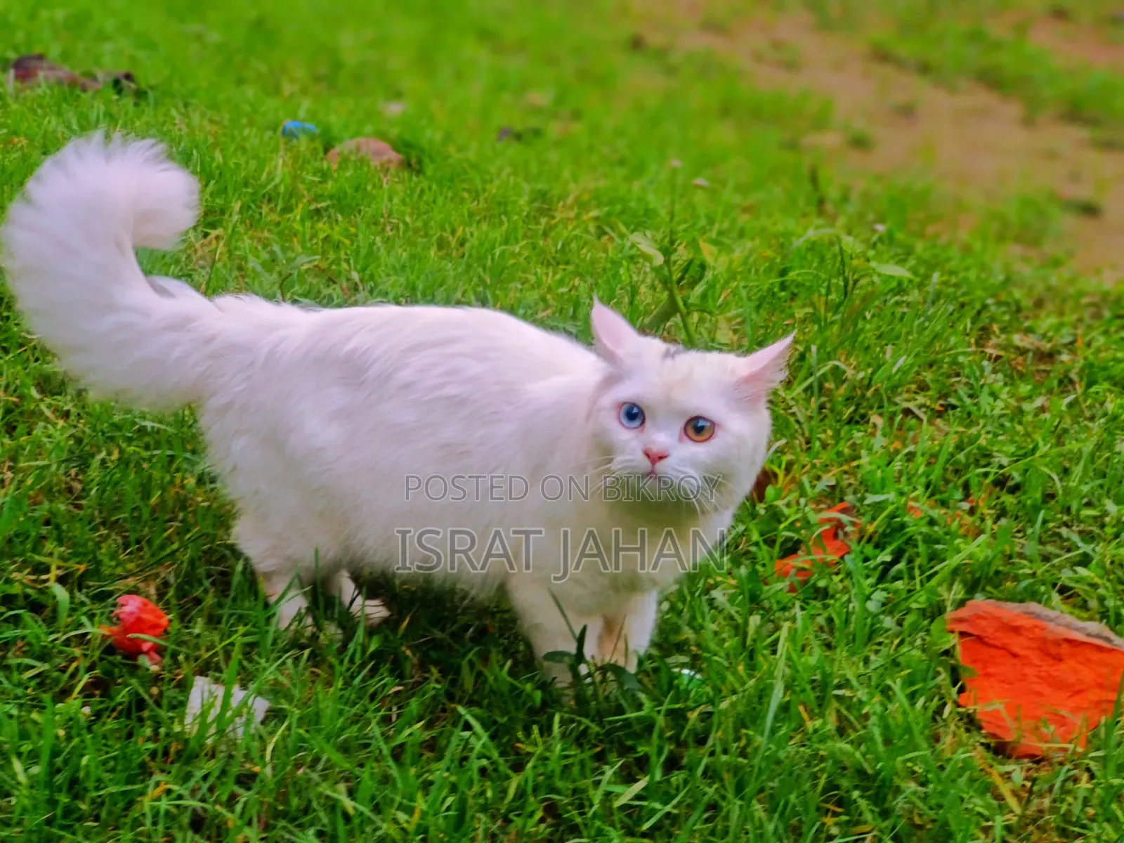 6-12 Months Female Purebred Persian