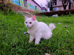 6-12 Months Female Purebred Persian