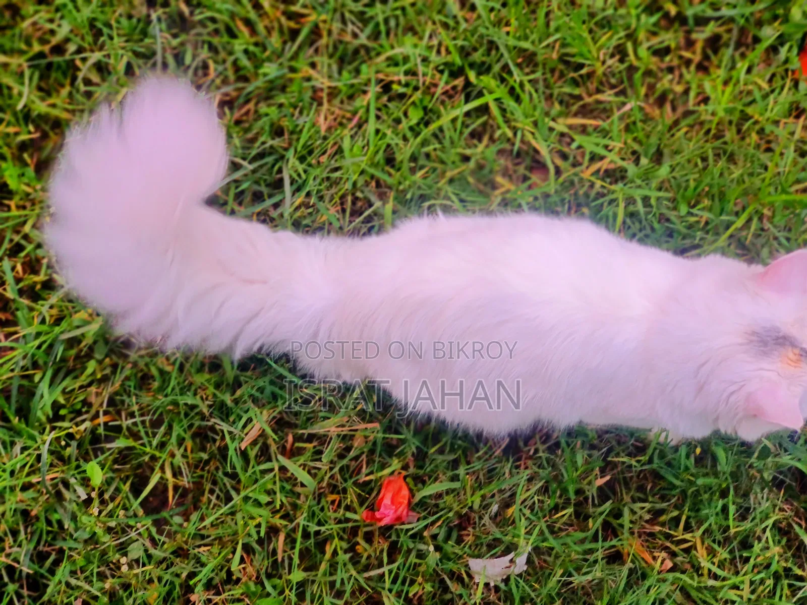6-12 Months Female Purebred Persian
