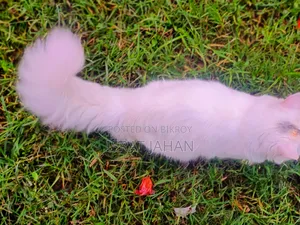 6-12 Months Female Purebred Persian