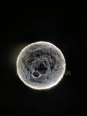 Moonlight for Sale