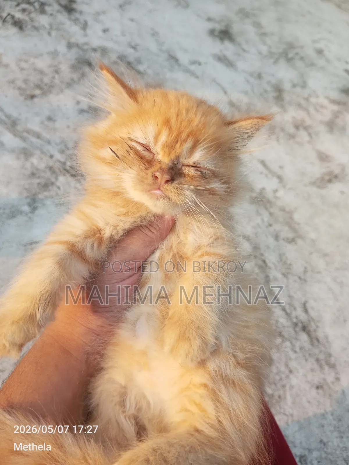 1-3 Months Female Purebred Persian
