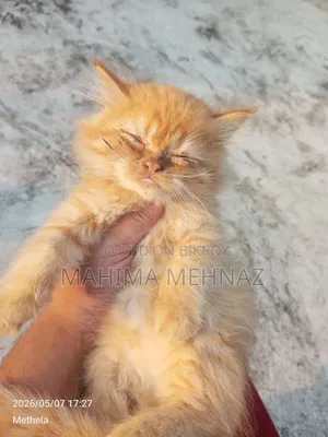 1-3 Months Female Purebred Persian