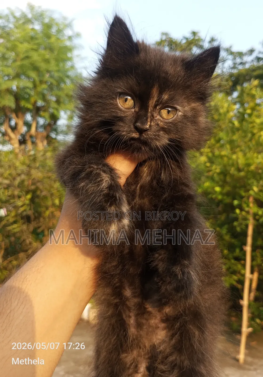 1-3 Months Female Purebred Persian