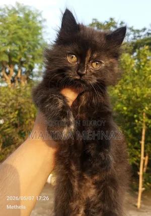 1-3 Months Female Purebred Persian