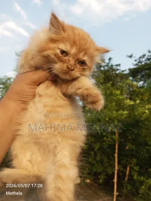 1-3 Months Female Purebred Persian