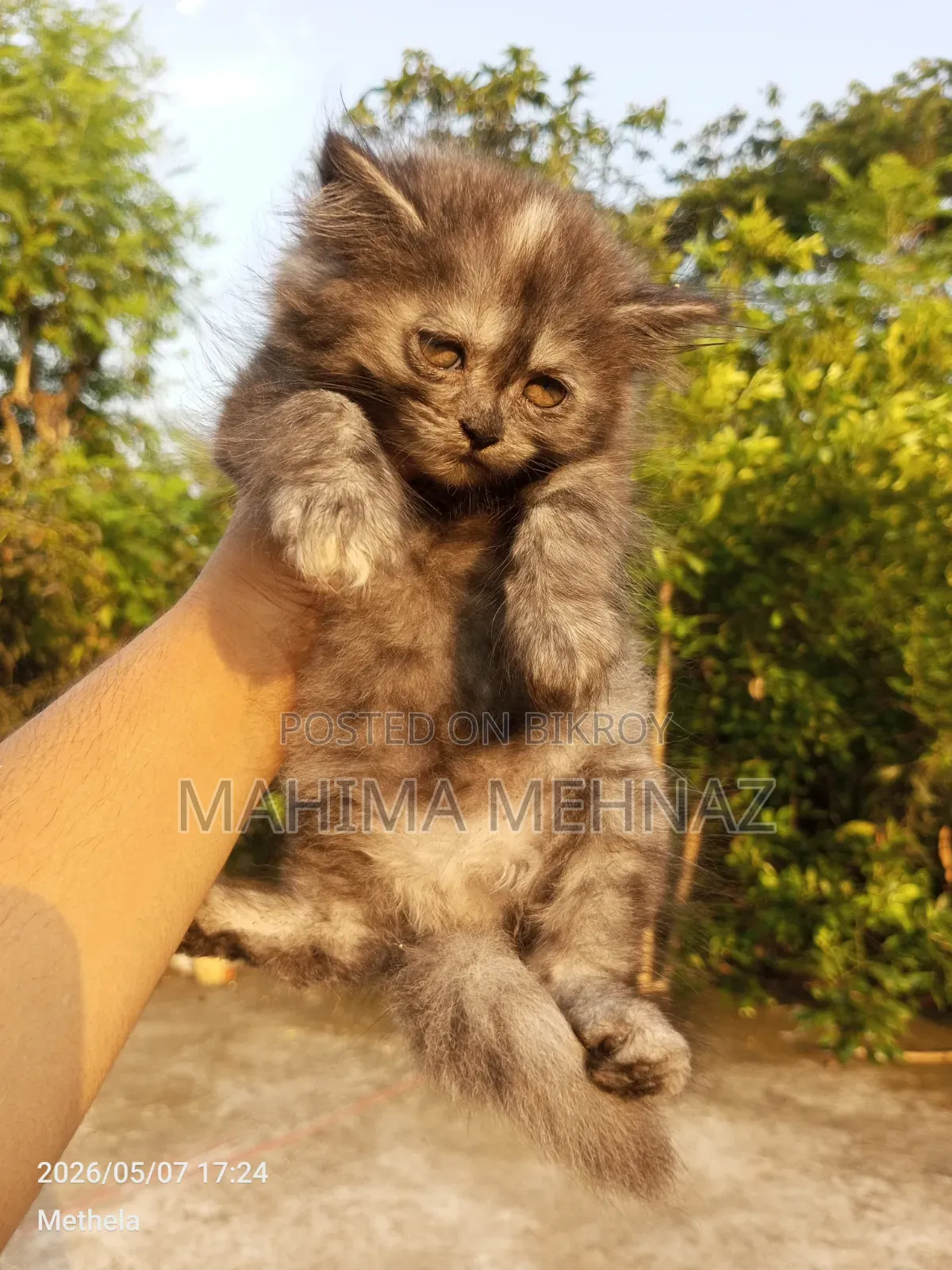 1-3 Months Female Purebred Persian