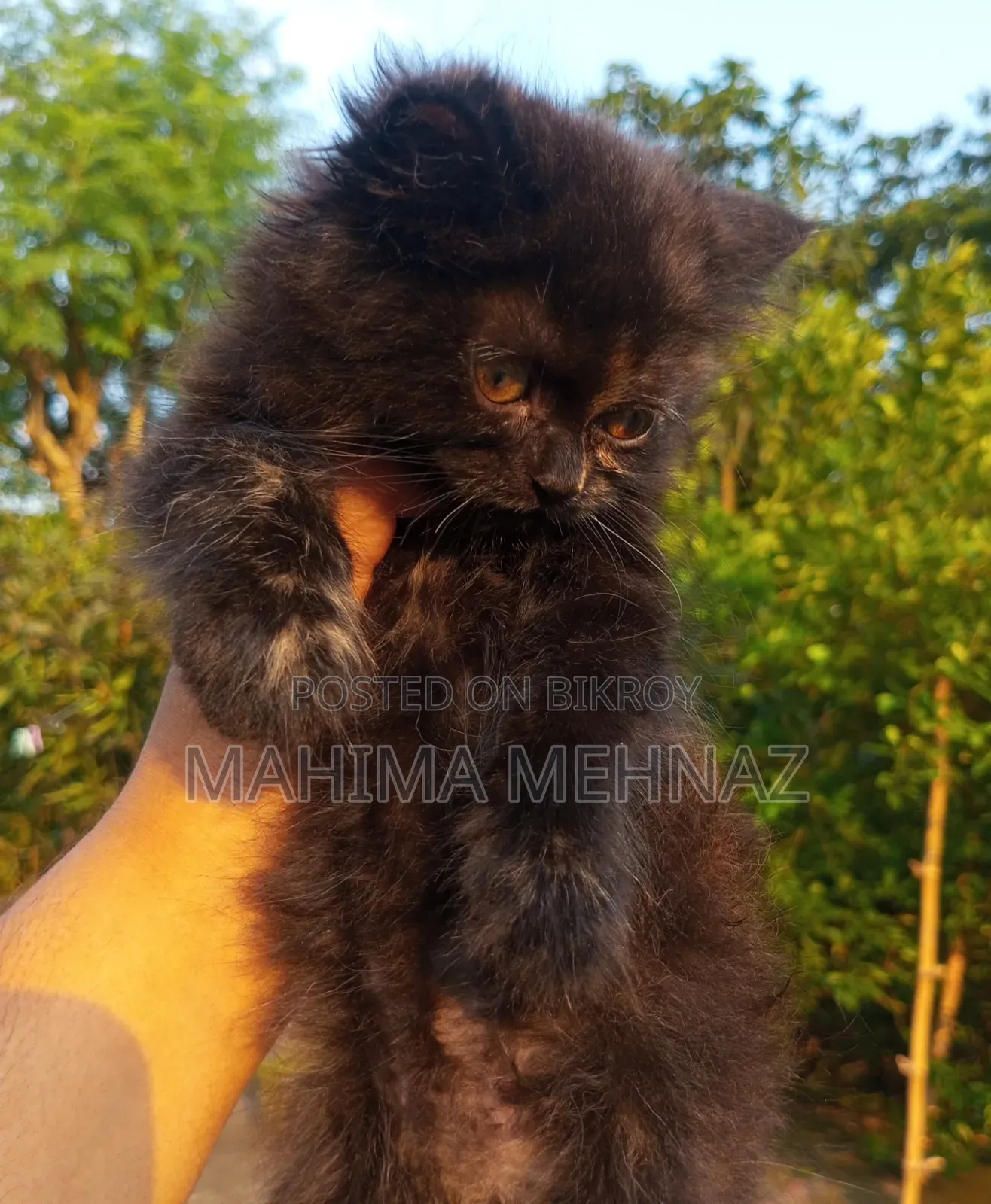 1-3 Months Female Purebred Persian