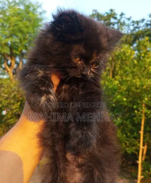 1-3 Months Female Purebred Persian