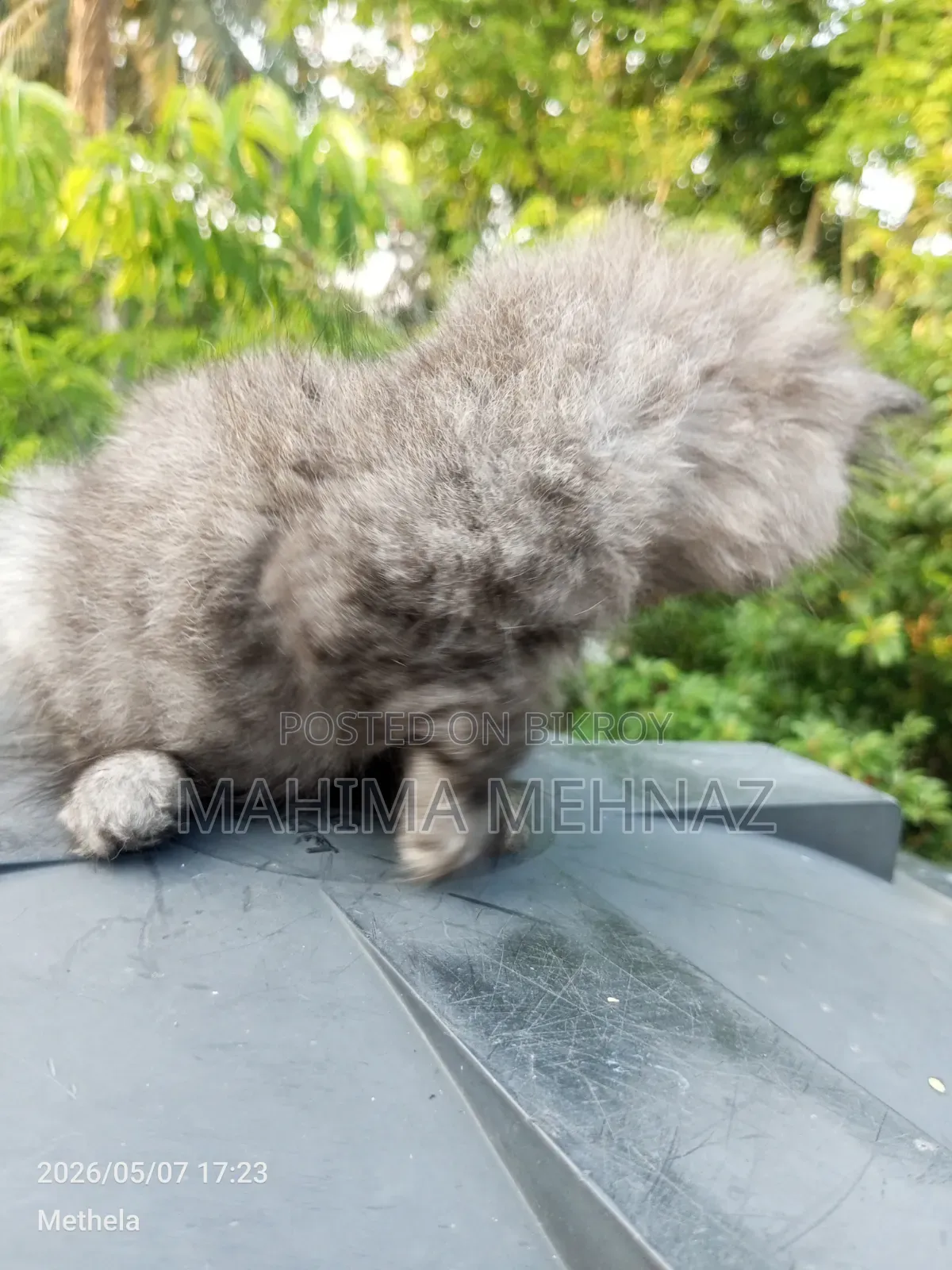 1-3 Months Female Purebred Persian