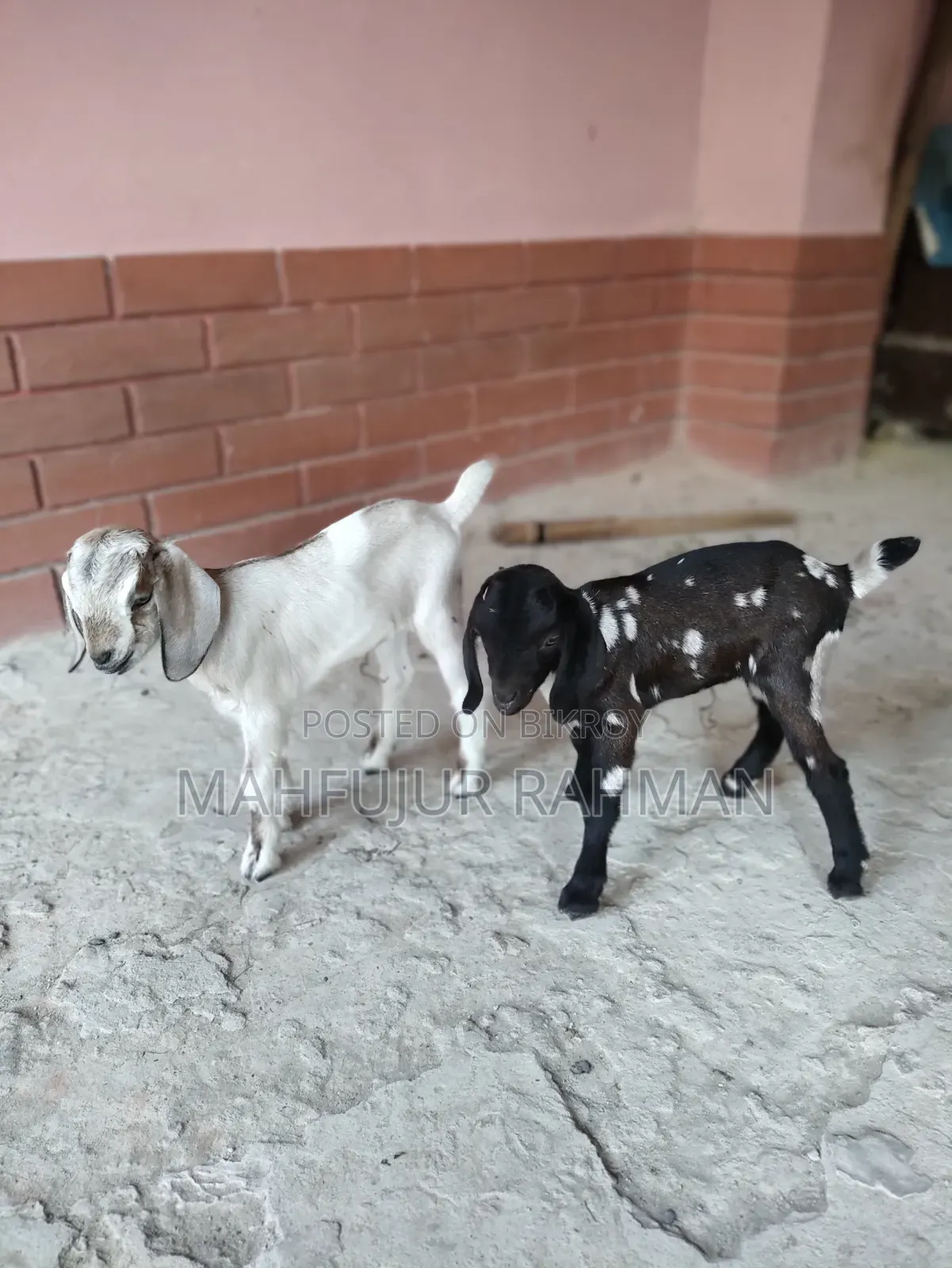 Local Goat with 2 Cross-Breed Kids
