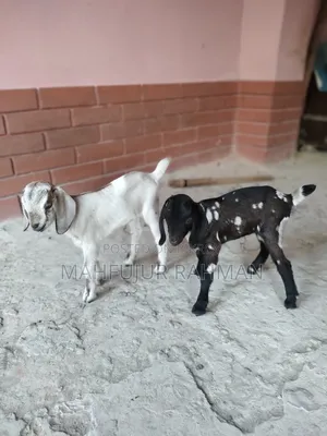 Local Goat with 2 Cross-Breed Kids