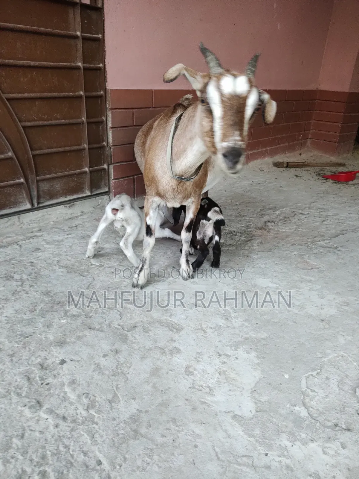 Local Goat with 2 Cross-Breed Kids