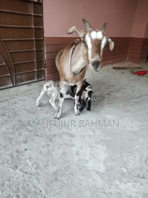 Local Goat with 2 Cross-Breed Kids